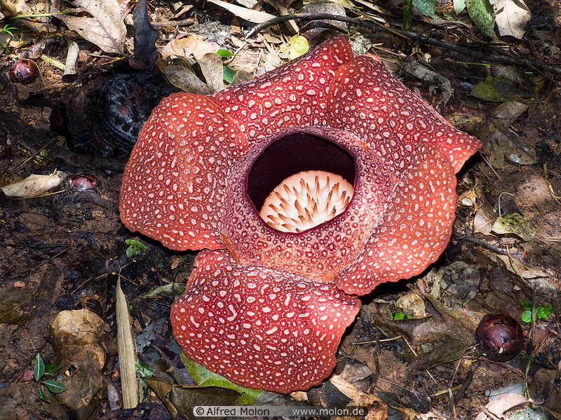 05 Rafflesia arnoldii flower