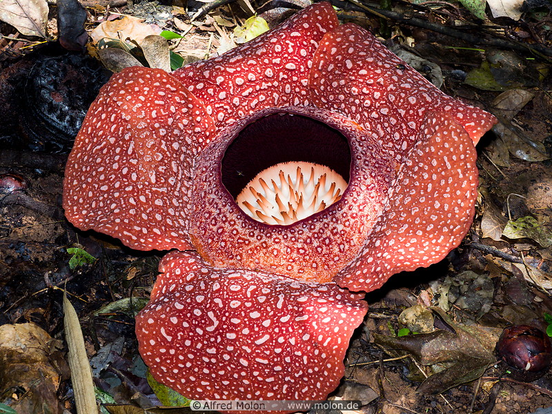 06 Rafflesia arnoldii