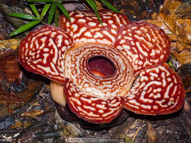 13 Rafflesia pricei