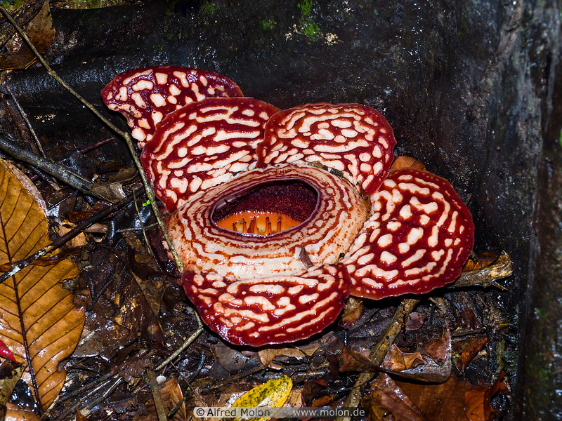 15 Rafflesia pricei