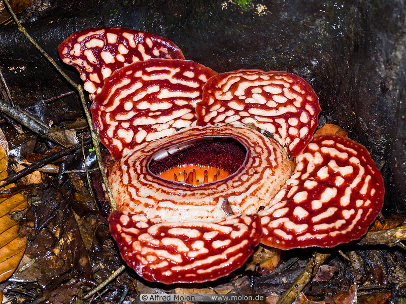 16 Rafflesia pricei flowers