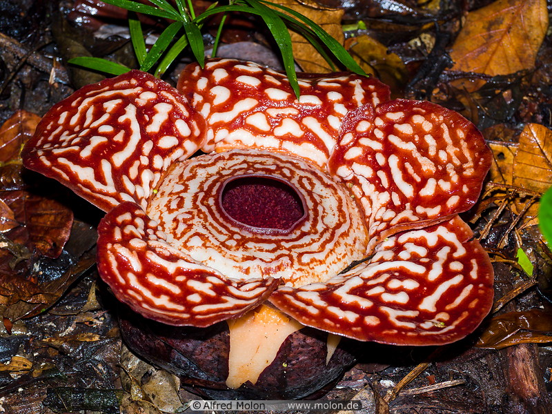 17 Rafflesia pricei in full bloom