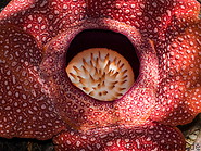 04 Rafflesia arnoldii