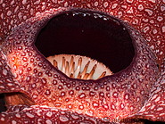08 Rafflesia arnoldii central detail