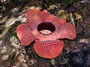09 Rafflesia arnoldii