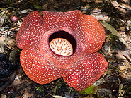12 Rafflesia arnoldii in full bloom