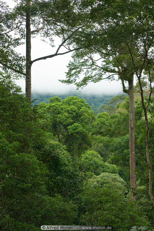 23 Tropical rainforest