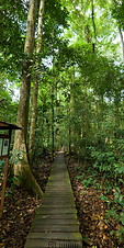 06 Walkway in jungle