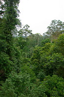 13 Jungle treetops