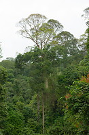 21 Jungle treetops
