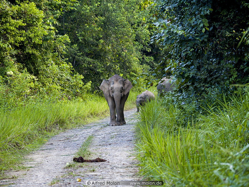 07 Borneo pygmy elephants