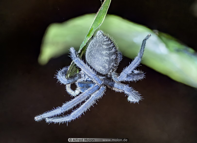 27 Blue tarantula spider