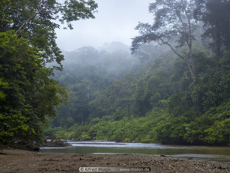 32 Segama river and rainforest