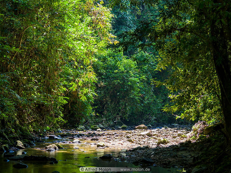 53 Segama river and rainforest