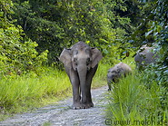 08 Borneo pygmy elephants