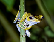 17 Borneo eared frog