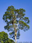 64 Tall tree