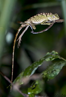 97 Borneo anglehead lizard