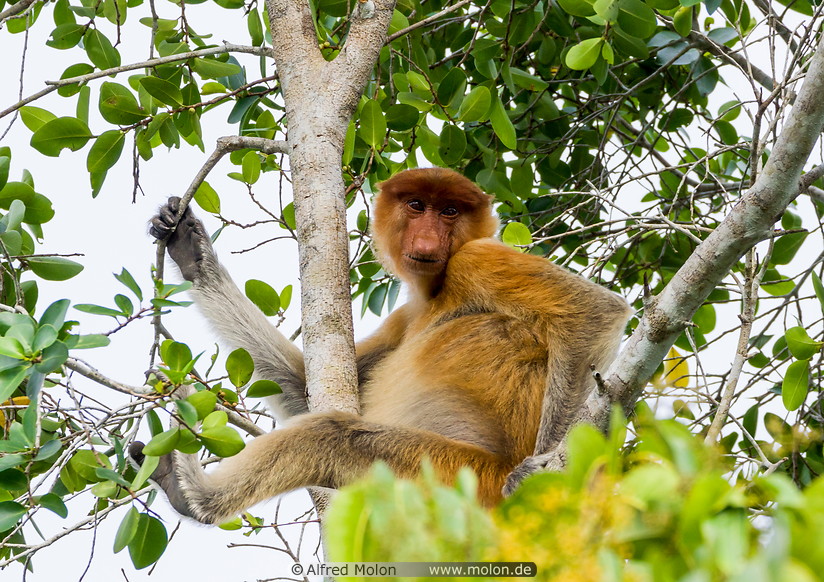 11 Proboscis monkey