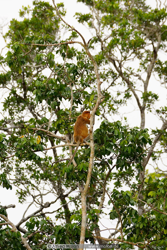 17 Proboscis monkey
