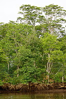 13 Tropical rainforest