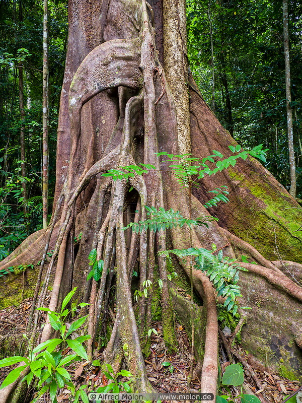 18 Dipterocarp tree roots