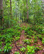 23 Rainforest trail