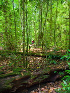 26 Rainforest trail