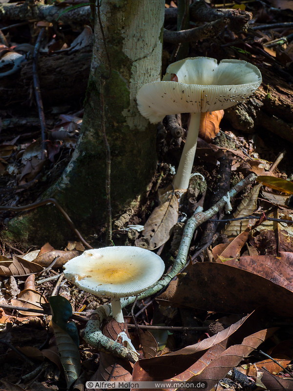 05 White mushrooms