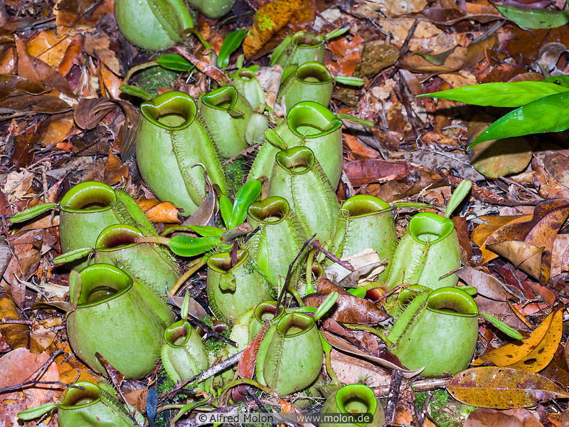 14 Green pitcher plants
