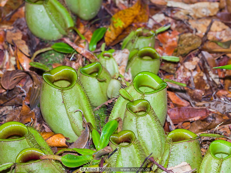 16 Nepenthes pitcher plants
