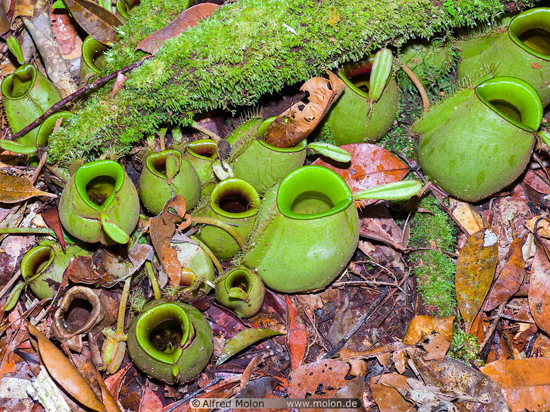 18 Nepenthes pitcher plants