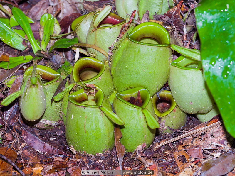 20 Nepenthes pitcher plants