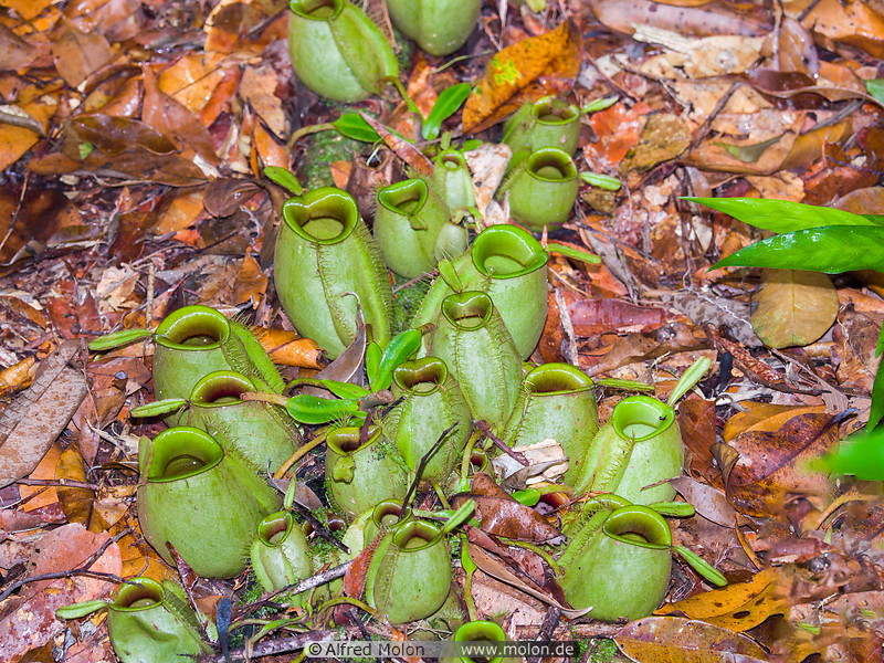 22 Nepenthes pitcher plants