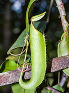 03 Nepenthes hirsuta pitcher plant