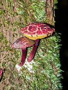 04 Red mushrooms