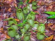 12 Green pitcher plants