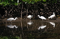 23 White herons