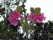 27 Rhododendron