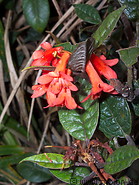 28 Rhododendron