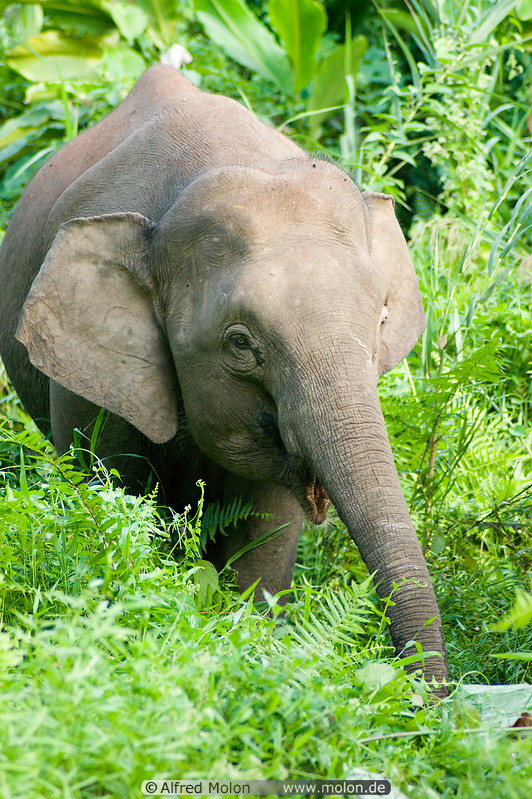 10 Borneo pygmy elephant