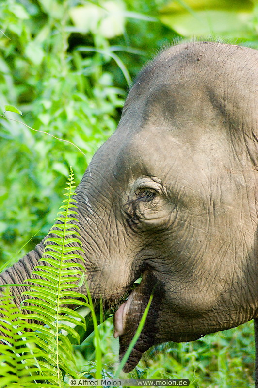 11 Borneo pygmy elephant