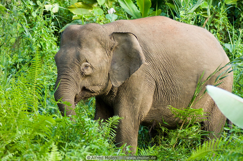 13 Borneo pygmy elephant
