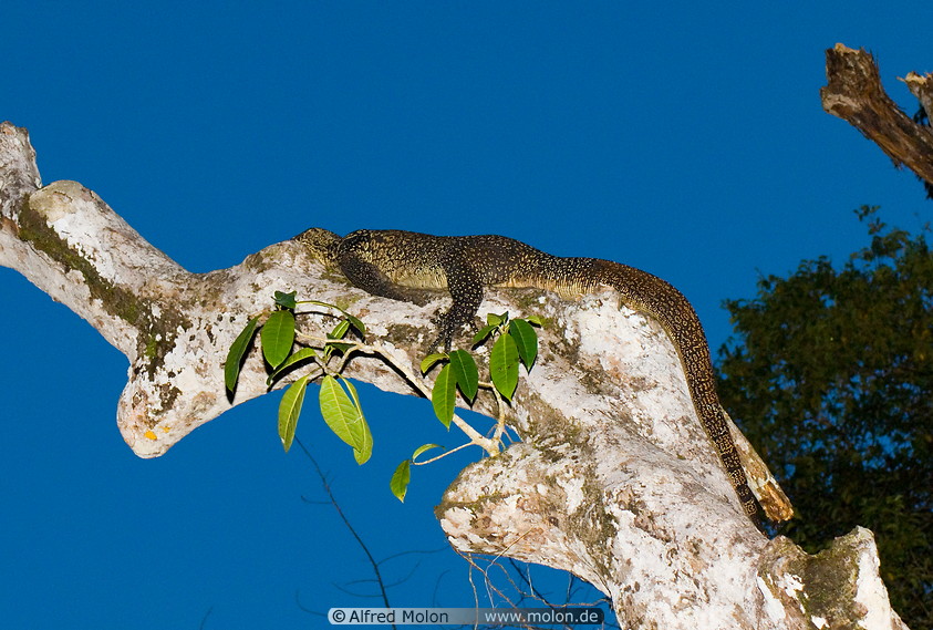 23 Monitor lizard resting on tree