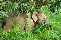 04 Borneo pygmy elephant