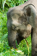 06 Borneo pygmy elephant grazing