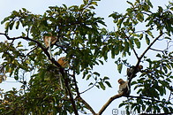 14 Proboscis monkey colony