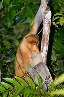 19 Male proboscis monkey