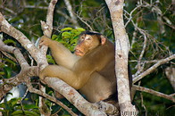 22 Macaque monkey