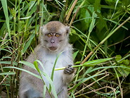 05 Macaque monkey